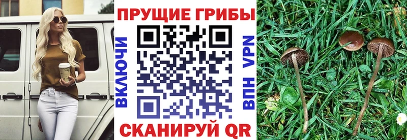 Галлюциногенные грибы Magic Shrooms  Шацк 